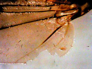 Heleomyzidae?